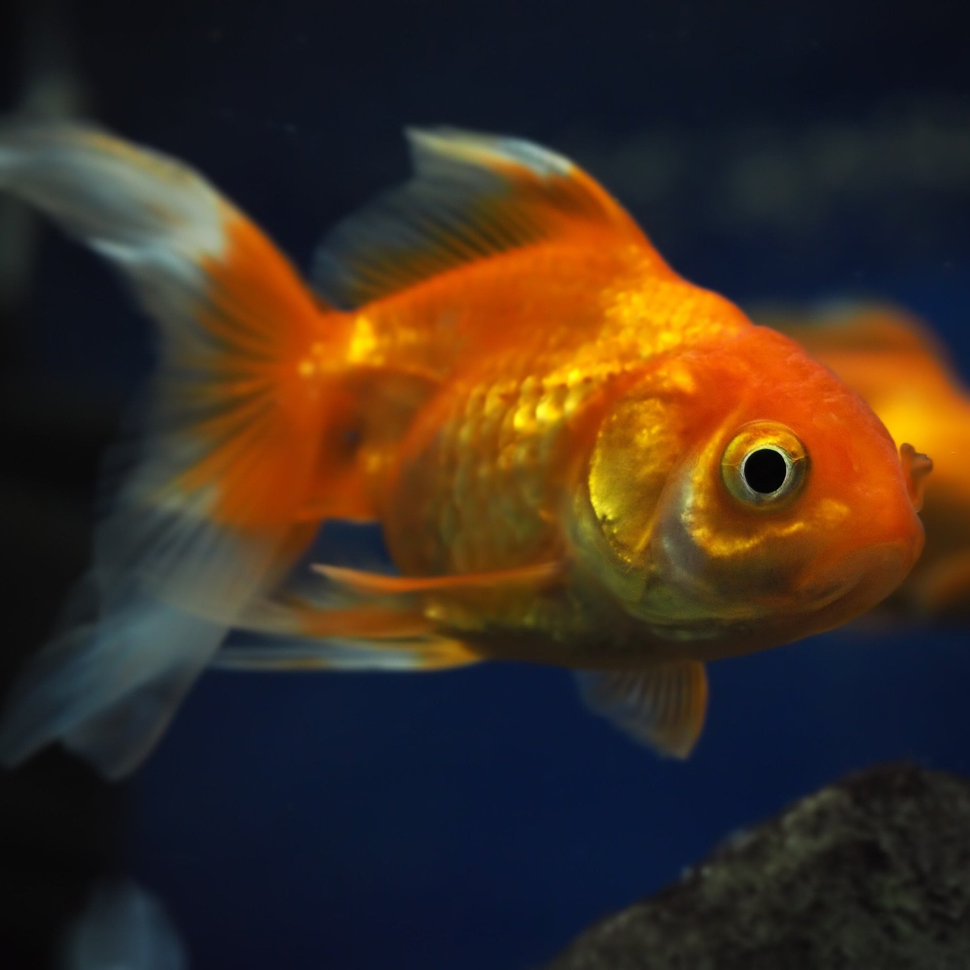 Können Fische die Augen schließen und schlafen? episode artwork
