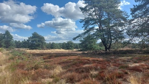 Die Mehlinger Heide im Spätsommer.