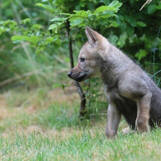 (Symbolbild) Im Nordschwarzwald gibt es nach Angaben der Forstlichen Versuchs- und Forschungsanstalt Baden-Württemberg Wolfsnachwuchs.