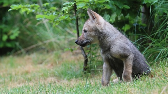 Schluchsee: Schwer verletzter Wolf aus Tierschutzgründen getötet - SWR ...