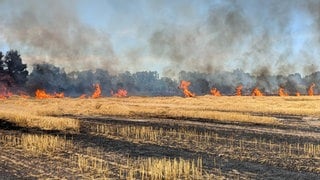 Mehrere Feuerstellen auf einem nahezu vollständig niedergebrannten abgeernteten Feld in Haßloch.