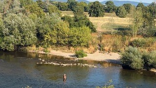 Ein Mann badet im Neckar bei Mannheim.