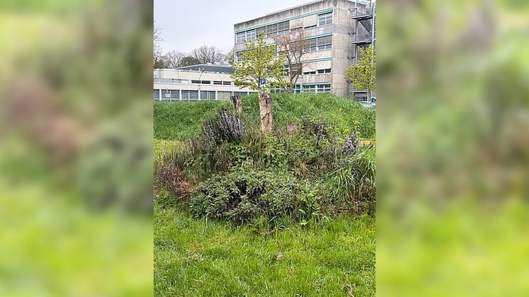 Die Kräuterspirale am Schulhof der Ausoniusgrundschule in Trier