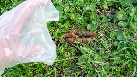 (Symbolbild) Eine Hand im Kotbeutel greift nach einem Hundehaufen.