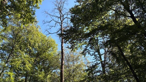 Hitze und Trockenheit gefährden die Bäume in der Region Trier 