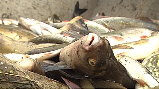 Tote Fische (Symbolbild) 