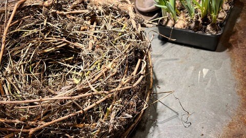 Nest aus Winterblühern