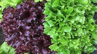 Endiviensalat grün und rot.