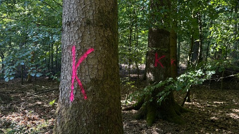 Die vom Borkenkäfer befallenen Fichten werden mit einem pinken "K" besprüht. Es steht für "Käferholz". Diese werden von den Forstwirten abgeholzt und abtransportiert