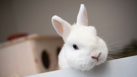 Ein Kaninchen (Symbolbild). Die Veterinärbehörde hat in Speyer 14 verwahrloste Kaninchen gerettet.