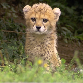 Geparden-Baby Assama sitzt aufmerksam in ihrem Außengehege auf der Wiese.