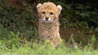 Geparden-Baby Assama sitzt aufmerksam in ihrem Außengehege auf der Wiese.