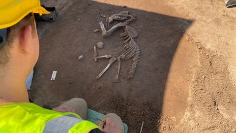 Das Skelett eines Hundes, entdeckt bei archäologischen Grabungen bei Heidelberg 