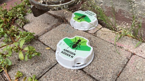 An der Schwarzwaldstraße in Freiburg haben Anwohner klassischen Ameisenköder ausgelegt 