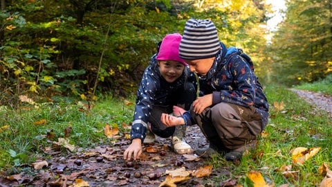 Zwei Kinder sammeln im Wald Kastanien: In RLP starten die Herbstferien.