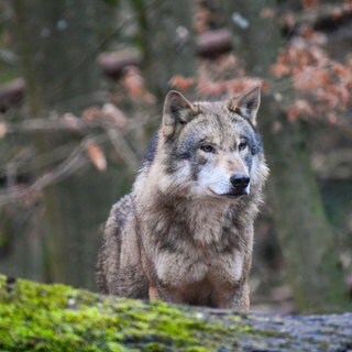 Der Westerwaldkreis hat einen Wolf im Westerwald zum Abschuss freigegeben. Das Gericht hat das vorerst gestoppt.