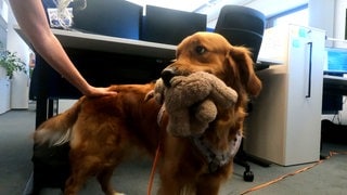 Hund im Büro - ein Golden Retriever hat ein Plüschtier im Maul. Im HIntergrund ist ein Schreibtisch zu sehen.