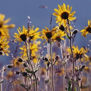 Die als Heilpflanze bekannte Arnika (Arnica Montana) ist eine wertvolle Pflanze, da sie als Wildform vom Aussterben bedroht ist.