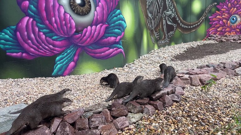 Die Otter aus dem Zoo Kaiserslautern spielen in ihrem neuen Gehege.
