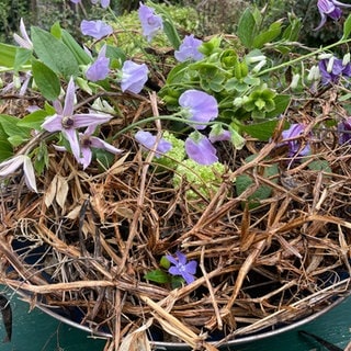 Blumige Schale mit Wicken