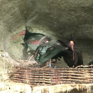 Waldrapp-Vögel in ihrem Nest