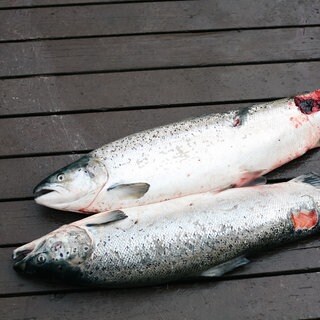 Entflohene Zuchtlachse mit Wunden: Die industrielle Lachszucht vor Islands Küsten ist kaum reguliert. Parasiten breiten sich aus, Fische entkommen aus den Käfigen. Naturschützer und Angler protestieren.