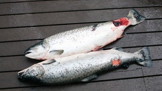 Entflohene Zuchtlachse mit Wunden: Die industrielle Lachszucht vor Islands Küsten ist kaum reguliert. Parasiten breiten sich aus, Fische entkommen aus den Käfigen. Naturschützer und Angler protestieren.