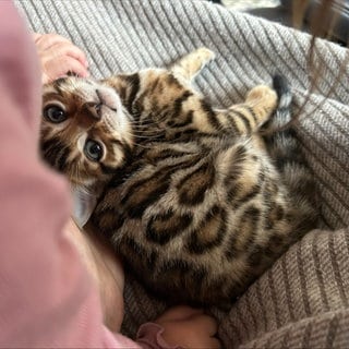 In Bad Mergentheim hat ein Unbekannter ein Hakenkreuz auf das Ohr dieser Katze gemalt. 