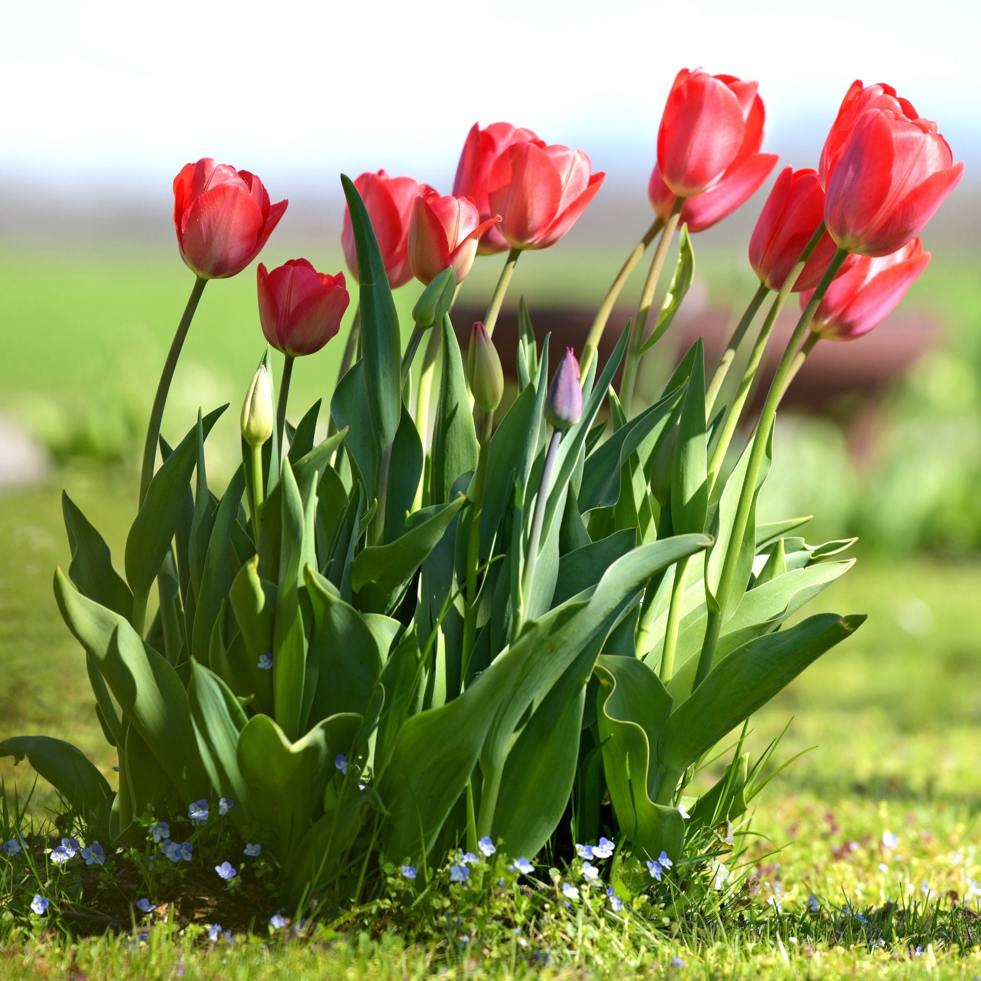 Warum blühen meine Tulpen nicht – ich sehe nur Blätter? episode artwork