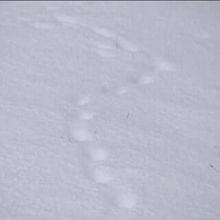 Tierspuren im Schnee