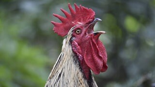 Haushahn (Gallus gallus Domesticus) kräht Kikeriki. Symbolfoto.