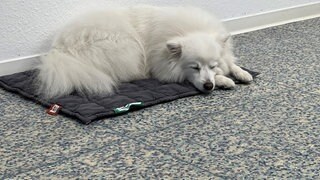 Therapiehund Jara sorgt dafür, dass Patienten vorm Zahnarztbesuch keine Angst mehr haben müssen.