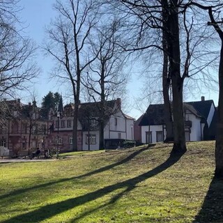 Bäume im Park