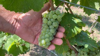 Pfalz-Wein: Super Weinjahrgang reift heran