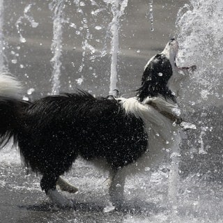 Ein Hund sucht Abkühlung bei einem Sprühbrunnen: Auch in der Region Trier leiden die Tiere an der Hitze.