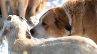 Herdenschutzhund Letitia passt auf ihre Ziegen im Lonetal auf. 