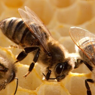 Bienen sitzen in einer Wabe: 16 Bienenvölker sind in Gundersheim und Spiesheim gestohlen worden (Symbolbild)