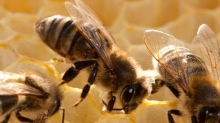 Bienen sitzen in einer Wabe: 16 Bienenvölker sind in Gundersheim und Spiesheim gestohlen worden (Symbolbild)