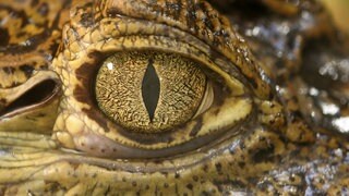Auge eines Krokodils: Krokodile produzieren tatsächlich Tränen – allerdings nicht aus Trauer