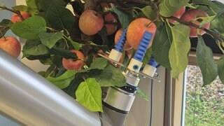 Ein Roboter erntet an einem Apfelbaum die Früchte.