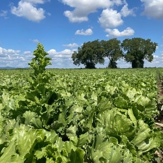 Salatfeld