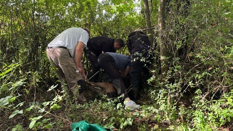 Hirsch "Henry" aus Büdesheim ist betäubt. Er wird gefesselt und seine Augen mit einer Binde verdeckt.