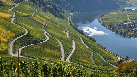 Krise in den Steillagen: Der Kampf um den Weinbau an der Mosel