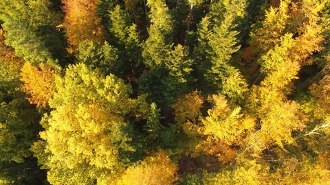 Wald von oben