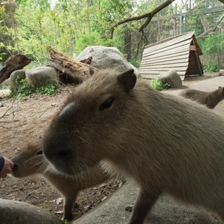 Capybaras im Zoo beim Füttern.