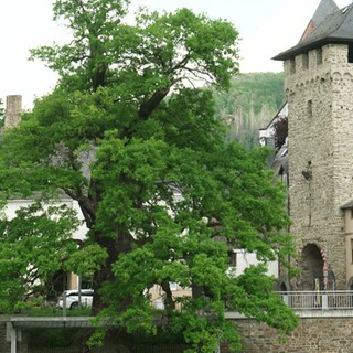 Die alte Eiche von Dausenau