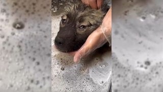 Einer der Wolfsspitze, der aus einer Wohnung im Hohenlohekreis gerettet wurde. Insgesamt fand das Veterinäramt 16 verwahrloste Hunde. 