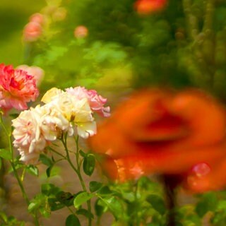 Rosten in einem Garten