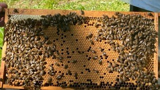 Bienen auf einer Wabe