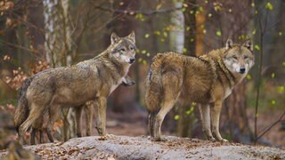 Wolfsangriff im Westerwald 